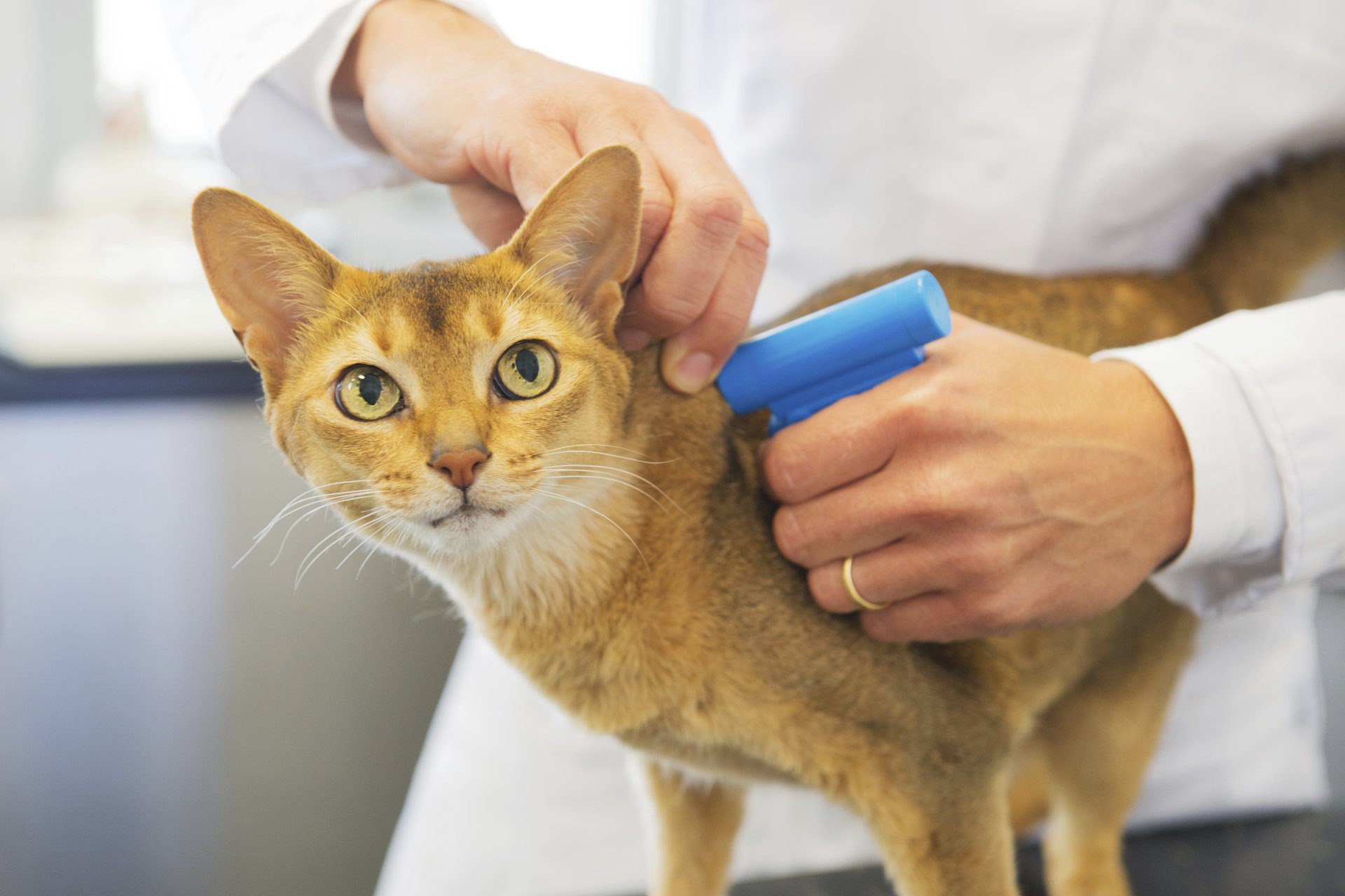 Veterinarian Implanted a microchip to the cat