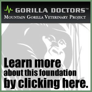 Gorilla Doctors. Mountain Gorilla Veterinary Project