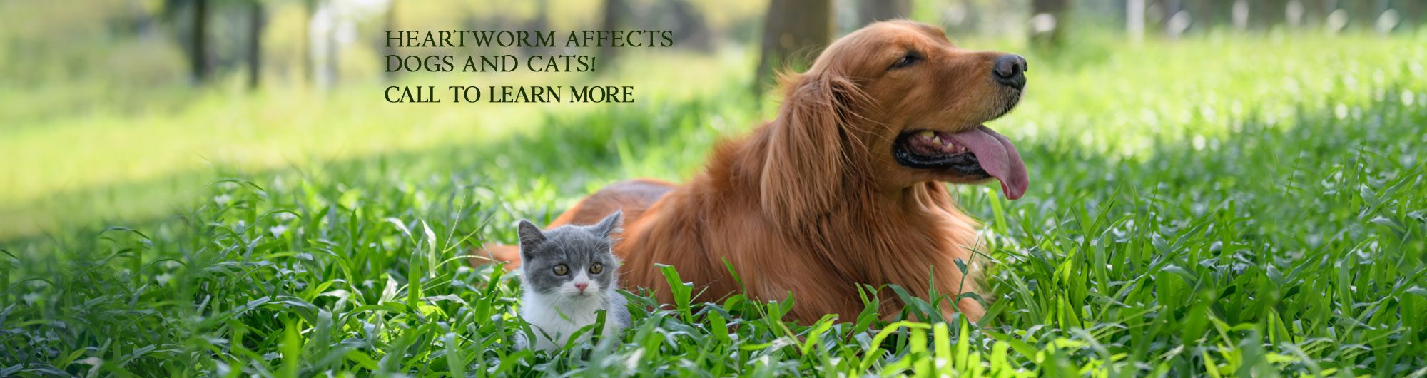Vet Clinic in Peterborough & Cavan Monaghan, ON Animal Hospital