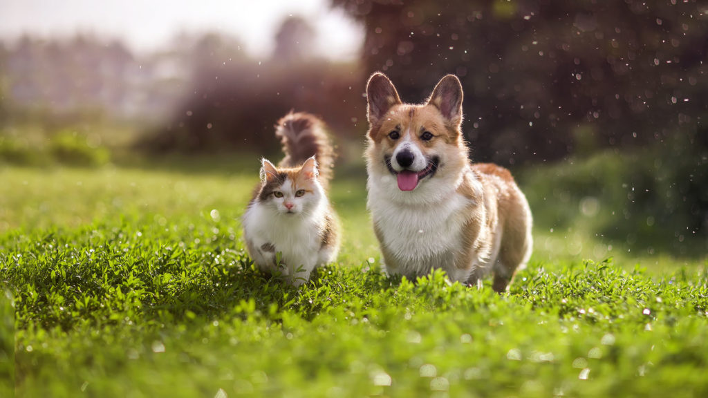 Dog and cat standing outside in the grass.