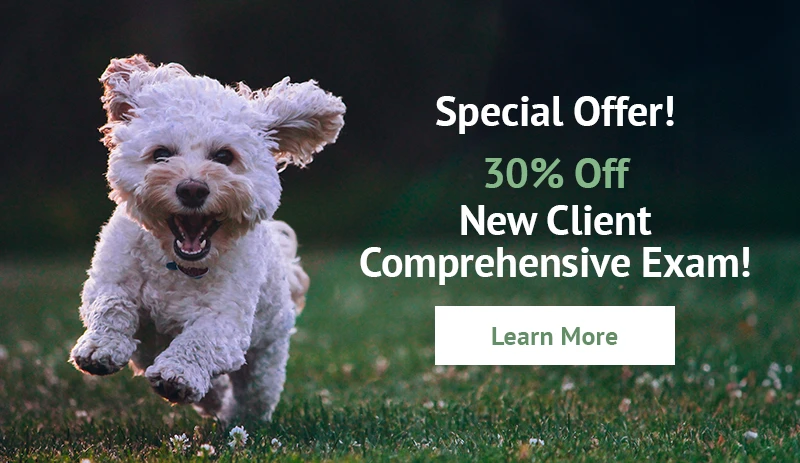 Special Offer! 30% Off New Client Comprehensive Exam!