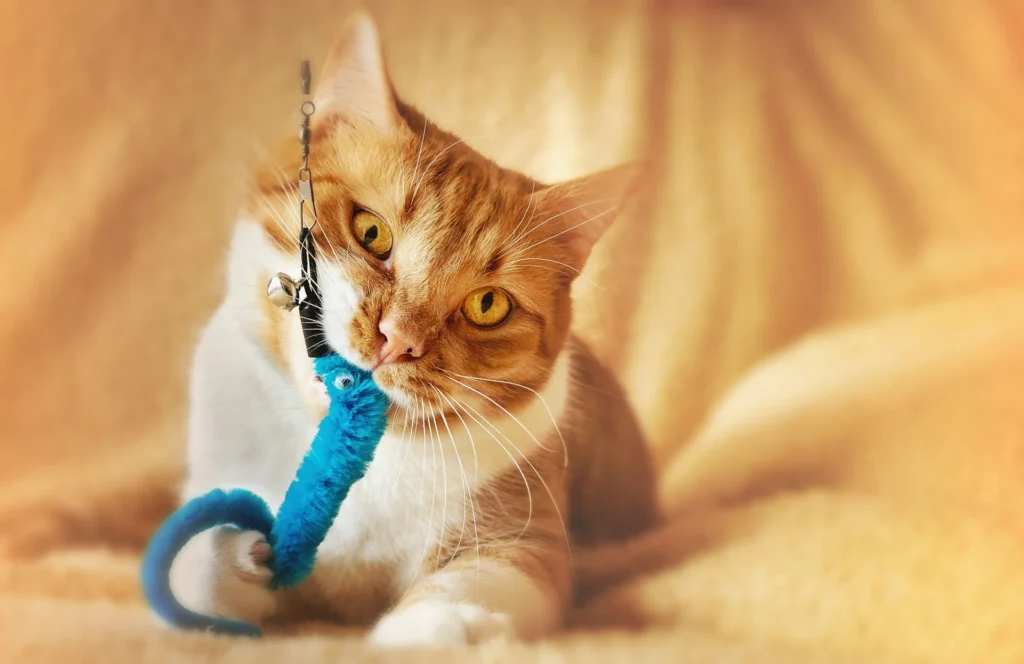 A tabby cat bites onto a blue toy awhile lounging on a blanket.