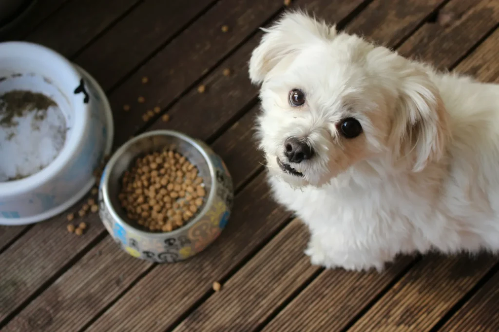 A small white dog sits on a wooden deck next to its food bowl.
