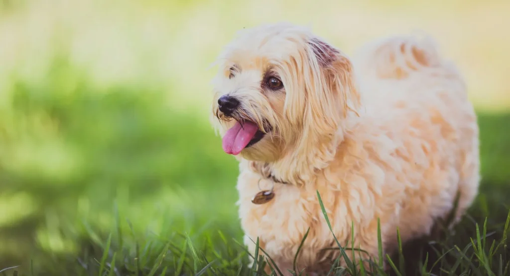 A dog stands in a sunlit green field.