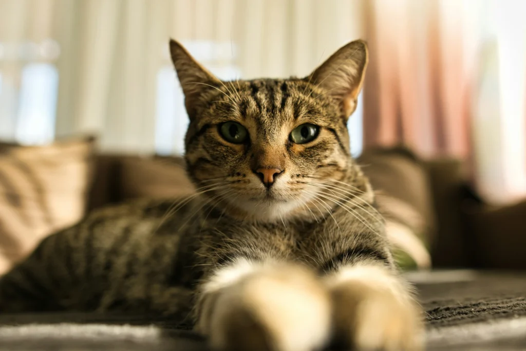 A brown tabby cat lies on a dark surface with its front paws stretched.